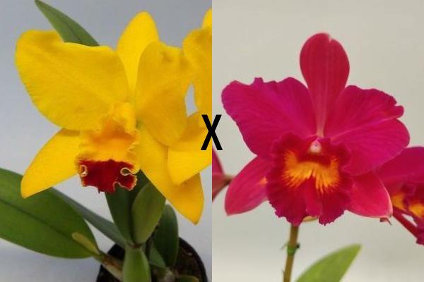 洋蘭 洋ラン カトレア テネブロッサー 'サッポロ' 洋蘭 洋ラン