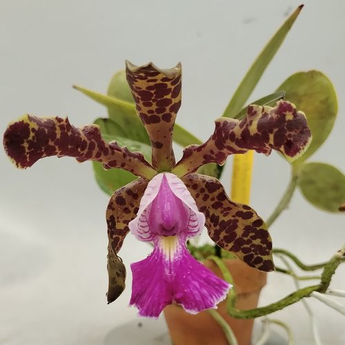 楽天市場】C.aclandiae x Selfカトレア属 アクランディエ : 野中洋蘭園