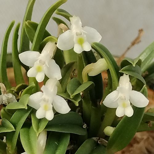 楽天市場】Stanhopea. tigrina スタンホペア属ティグリナ : 野中洋蘭園