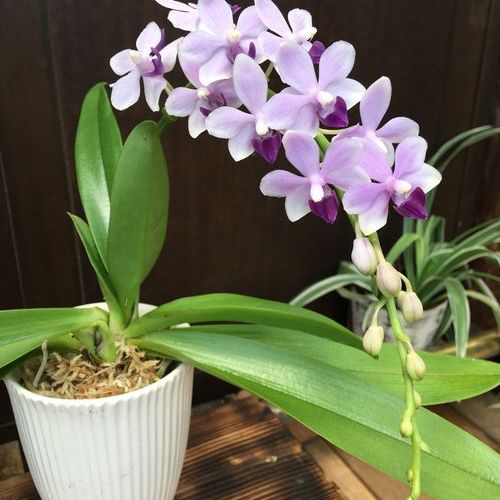 楽天市場 Phal Blue Twinkle ファレノプシス 属 ブルートゥインクル 野中洋蘭園