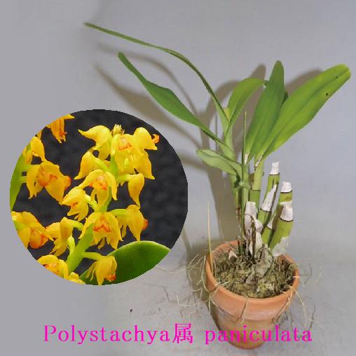 楽天市場】V.sanderianaバンダ属サンデリアナ : 野中洋蘭園