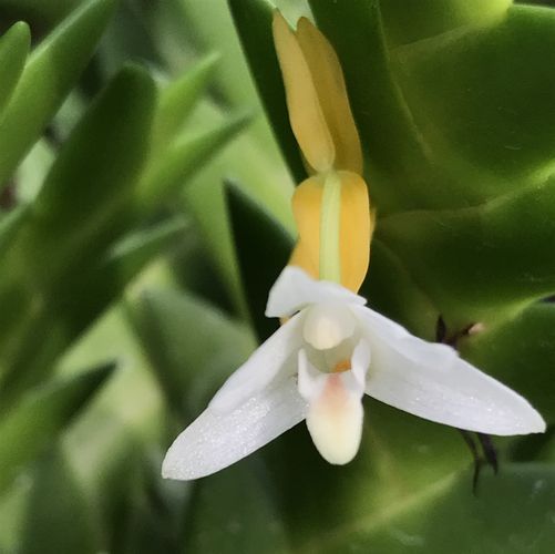 楽天市場】Stanhopea. tigrina スタンホペア属ティグリナ : 野中洋蘭園