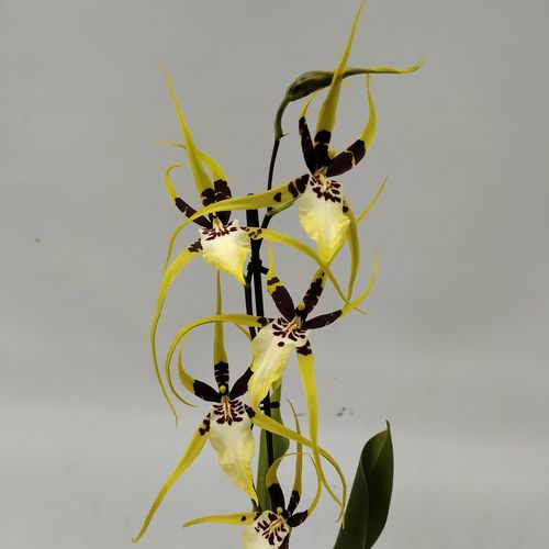 楽天市場】Stanhopea. tigrina スタンホペア属ティグリナ : 野中洋蘭園