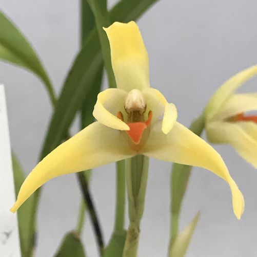 楽天市場】メルテンシア マリティマ ハマベンケイの近種でオイスター