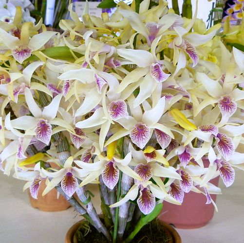 楽天市場】デンドロビューム原種の苗Den. pierardii ( 直立タイプ