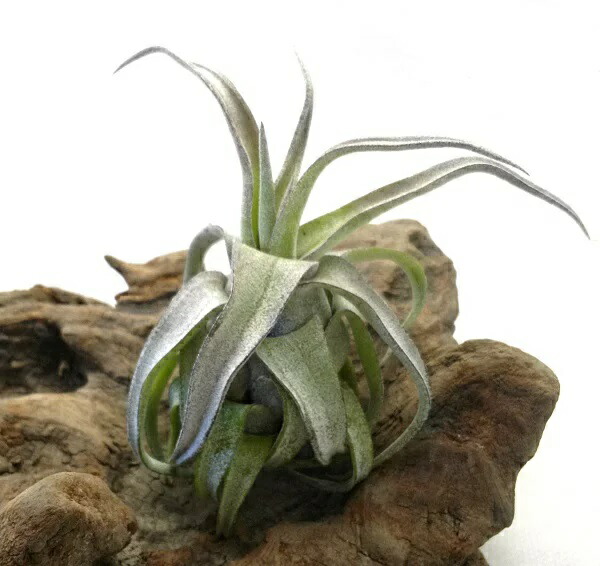 楽天市場】エアプランツ チランジア ドーラティ R (20cm前後