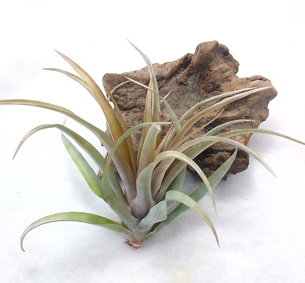 楽天市場】（超希少）エアープランツ チランジア イオナンタ