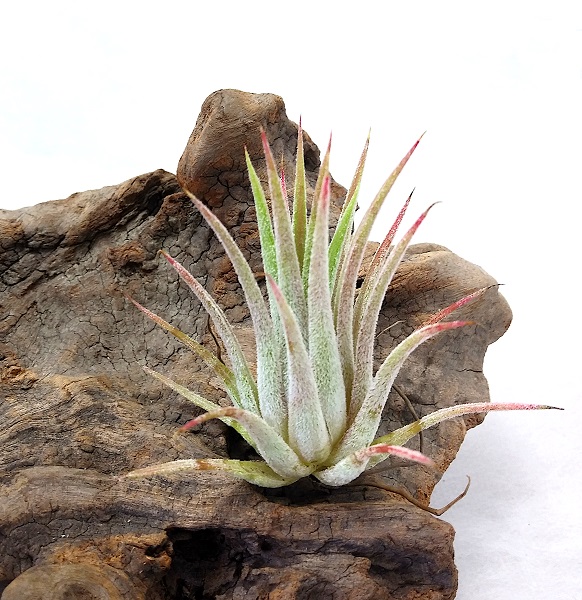 楽天市場】（超希少）エアープランツ チランジア イオナンタ