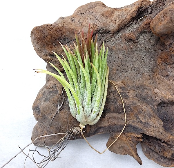 楽天市場】(希少)エアプランツ チランジア エディシアエ