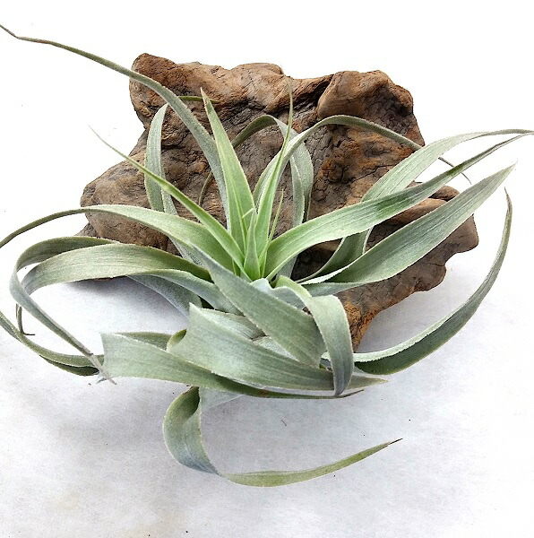 【現品・即購入OK】チランジア・カピタータ　クランプ　群生　特大　全幅約45cm 楽天市場】エアープランツ チランジア カピタータ レッド L