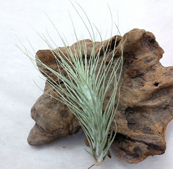 楽天市場】(特価・花芽付・現品) エアプランツ チランジア スプレン