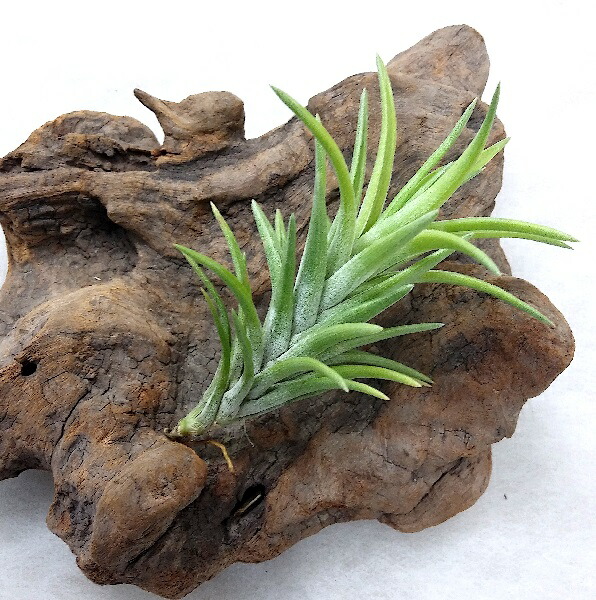 楽天市場】(希少・現品)エアプランツ チランジア カウツキー（3.5cm