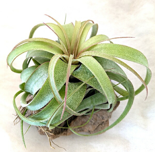 希少！イオナンタ ロケット/エアプランツ/エアープランツ 楽天市場】【希少・ハイブリッド】エアプランツ チランジア