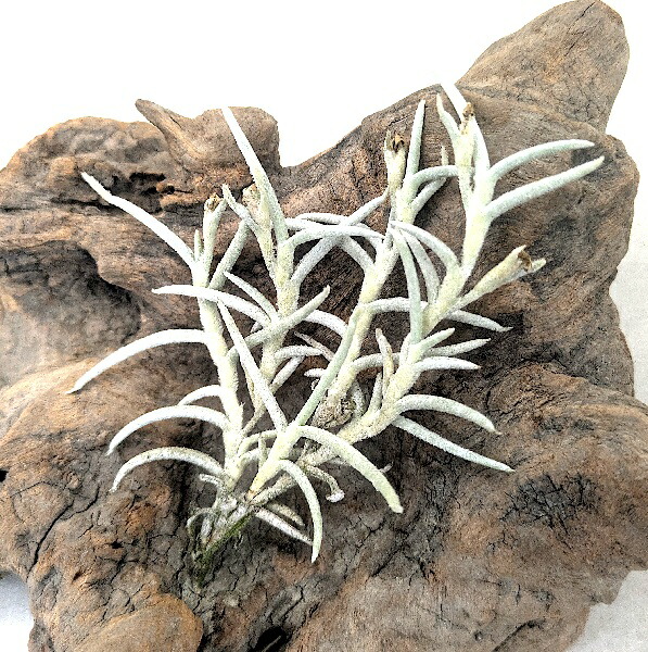 楽天市場】エアープランツ チランジア シーディアナ クランプ 15cm