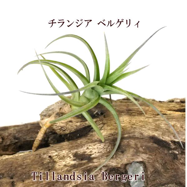 楽天市場】エアプランツ チランジア ブルボーサ ハイブリッド (10