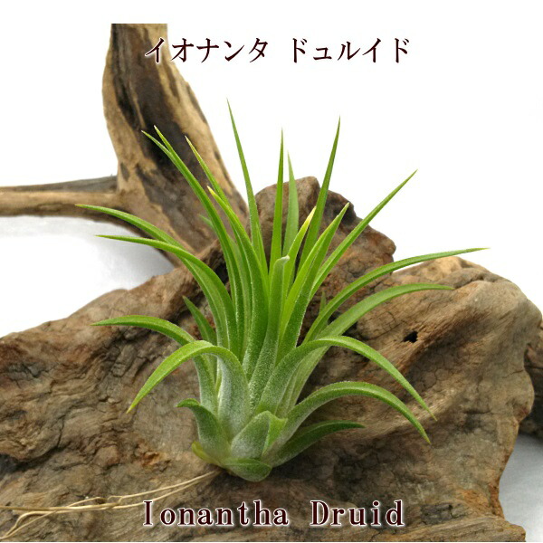 楽天市場】（超希少）エアープランツ チランジア イオナンタ