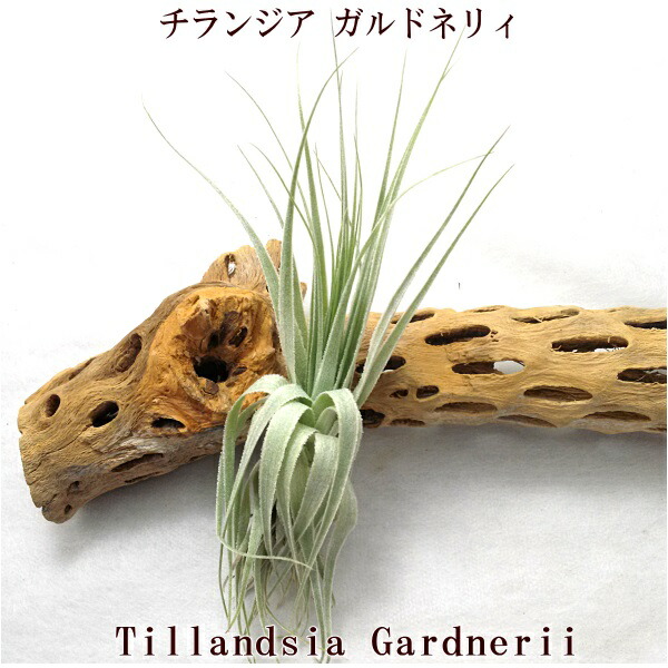 ★流木　マングローブ　４５　M　大型　47cm　良い形です！★