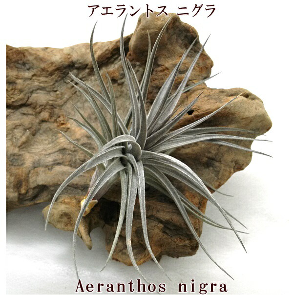 楽天市場】(特価・花芽付・現品) エアプランツ チランジア