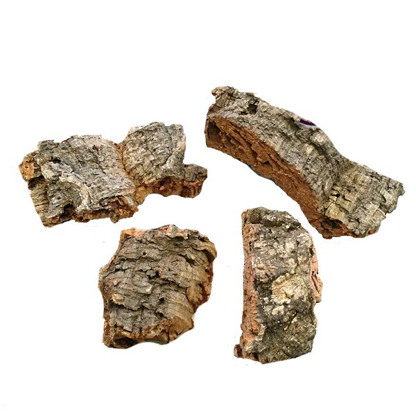 サボテンの骨 インテリア カクタスウッド カクタスボーン ラダー 3本