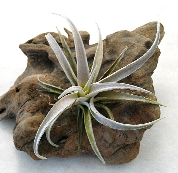 チランジア Redy imgrc0068832229.jpg