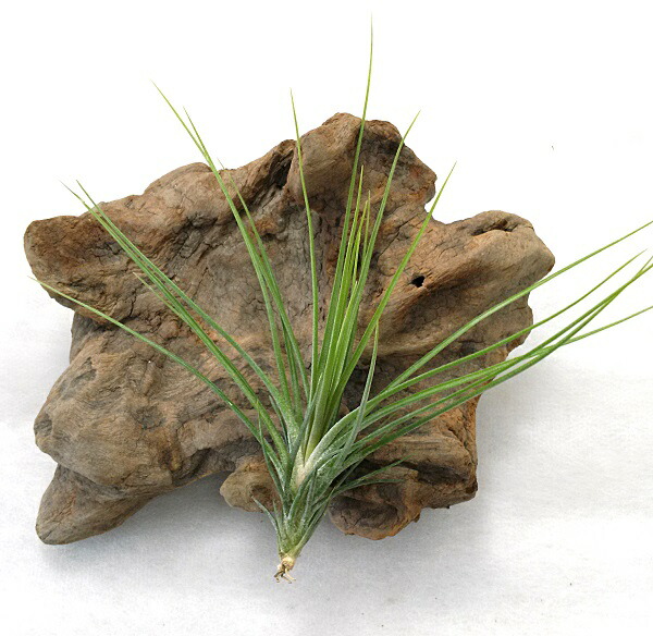 着生植物 チランジア カウレッセンス 前後 エアープランツ Hotjobsafrica Org