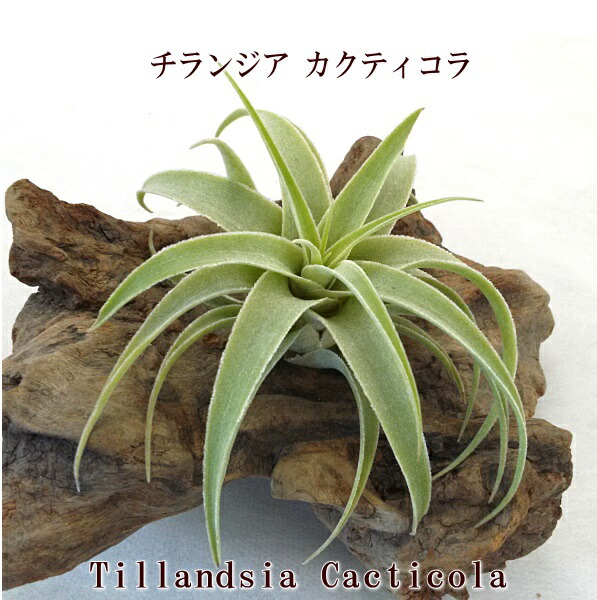 楽天市場】(特価・花芽付・現品) エアプランツ チランジア スプレン
