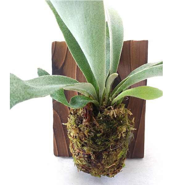 楽天市場】ビカクシダ グランデ 3号ポット水苔植え(全長10