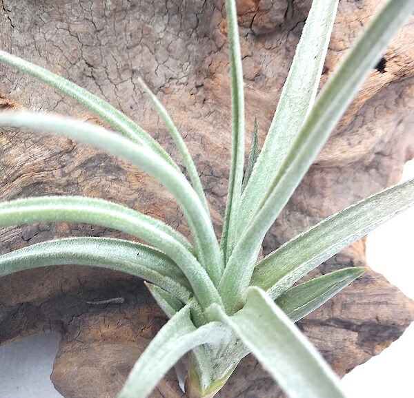 着生植物 チランジア イキシオイデス エアープランツ Hotjobsafrica Org
