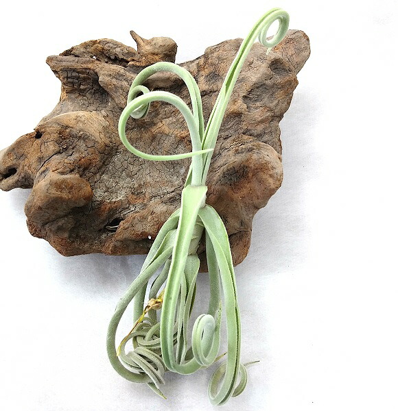 楽天市場】(特価・花芽付・現品) エアプランツ チランジア スプレン