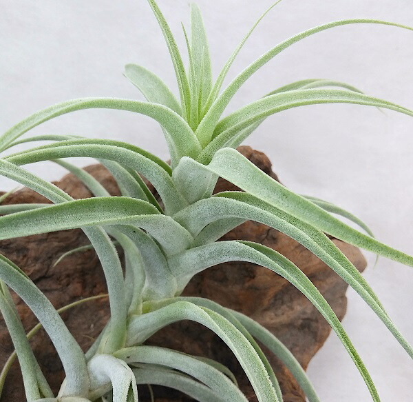 現品 着生植物 チランジア カクティコラ ロング用紙 前後 エアープランツ Hotjobsafrica Org