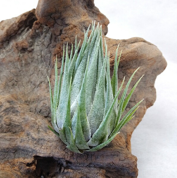 滅多にない 現品 着生植物 チランジア カウツキー 前後 エアープランツ Loadedcafe Com