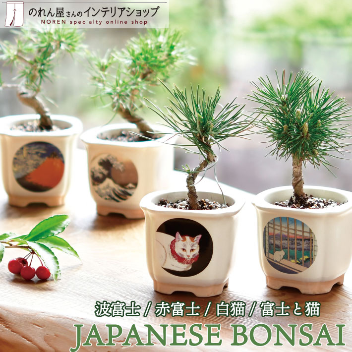 楽天市場】【あす楽】 盆栽 栽培セット JAPANESE BONSAI 波富士 赤富士