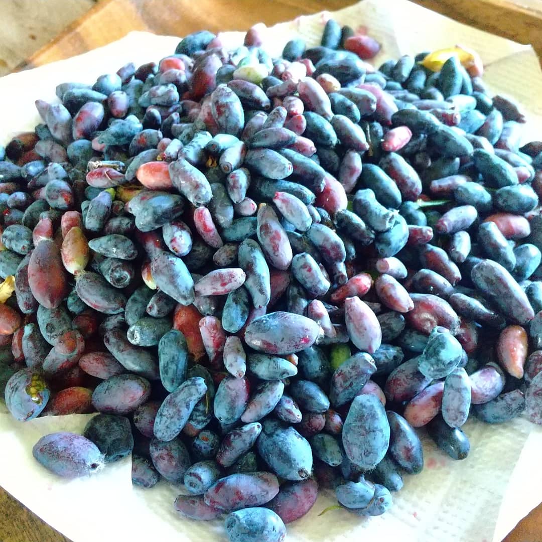 【KIMONO FRUITS】冷凍ハスカップ（カナダ産）10kg( 500g ×20）<br>  カナダ産ハスカップを、真空冷凍加工しました。