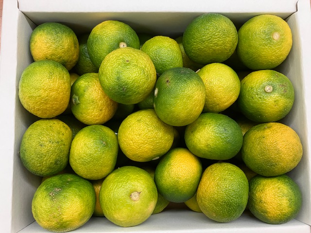 すだち 楽天市場】すだち 冷蔵品 【2L 秀品 1kg x2箱セット】送料無料