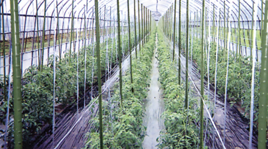 楽天市場 鋼管竹 タキロン 径mm 長さ150cm ガーデニング 野菜づくり トマト 栽培 ビニールハウス ビニルハウス ハウス栽培 家庭菜園 園芸支柱 園芸用品 園芸用支柱 農業用資材 農業用 支柱 農業資材 日本農業システム楽天市場店 楽天市場 鋼管竹 タキロン 径mm 長さ150cm ガーデニング 野菜づくり トマト 栽培 ビニールハウス ビニルハウス ハウス栽培 家庭菜園 園芸支柱 園芸用品 園芸用支柱 農業用資材 農業用 支柱 農業資材 日本農業システム楽天市場店