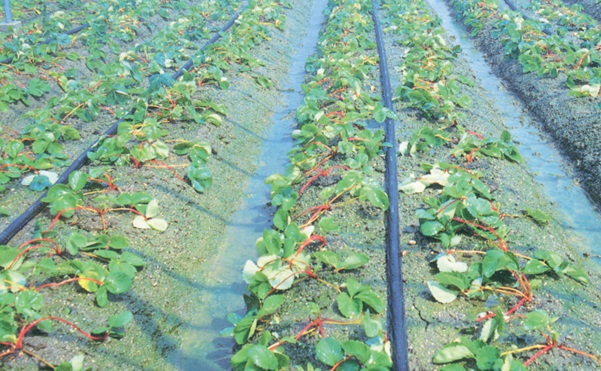 楽天市場】スミサンスイM用 巻取機の紙芯 ( 巻き取り機 水やり 水撒き