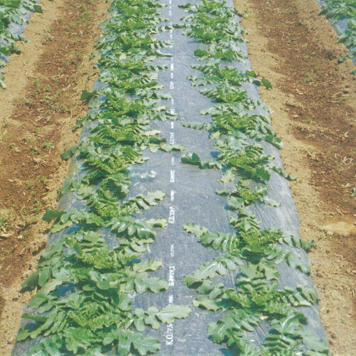 KOマルチ 黒 （KOB） 厚さ0.02mmX長さ200m&times;幅180cm 2本セット｜日本農業システム店