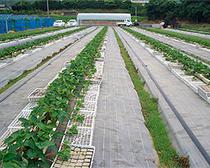 防草元気居敷き 白×黒 幅200cm×長さ100m 直送品 (防草居敷き 雑草押しとどめる居敷き 雑草居敷き 庭 雑草打つ手 稼穡原材料 稼穡装置 物の具 ガーデニング 園芸原材料 園芸装置 透水性 棲み家 ビニール棲み家 殺虫剤 伝達ルート入り口・入口 白いこと 黒いこと 居敷き 除草 除草居敷き 防草)