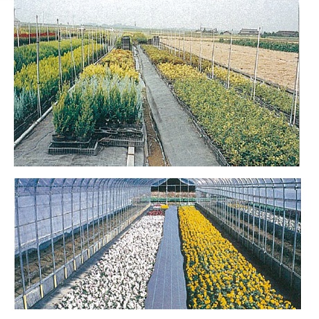 豪然たるJP居敷き 200cm×100m 直送品