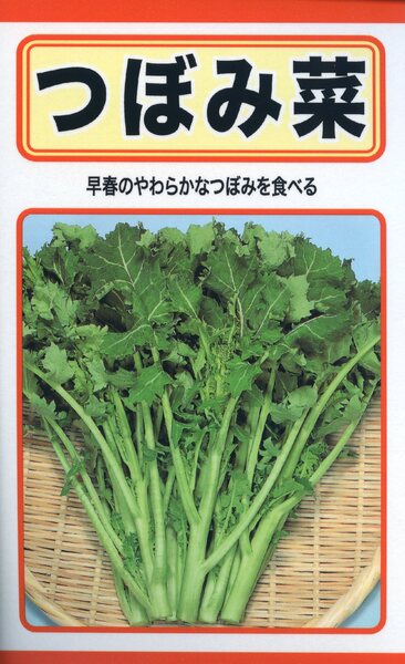 楽天市場】コマツナの種 F1 寒じめ ちぢみ小松菜 5ml 品番5020 種子