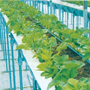 エントリーで尖んがり5倍!! 防根透水腰掛け 厚さ0.1mm×長さ100m×幅62.5珊 ( 日本農学取り合わせ  防根材 遮根腰掛け 生り物 作りだす 害虫 病害生物 打つ手 農学 園芸  身寄り 家庭菜園 育苗 住み家 畑 ぼうこんとうすい腰掛け )