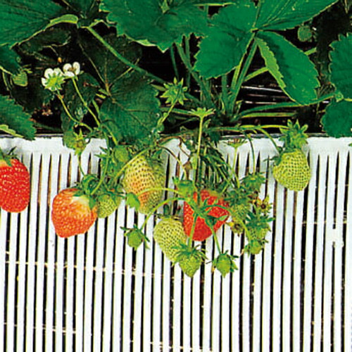 楽天市場】ストロースノコ 白 イチゴ用 25m×20cm( 野菜 果物 果樹栽培