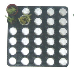 エントリーでポイント7倍 底面給水インナートレー 5x6穴365mm×365mm×26mm 100枚 17,537円