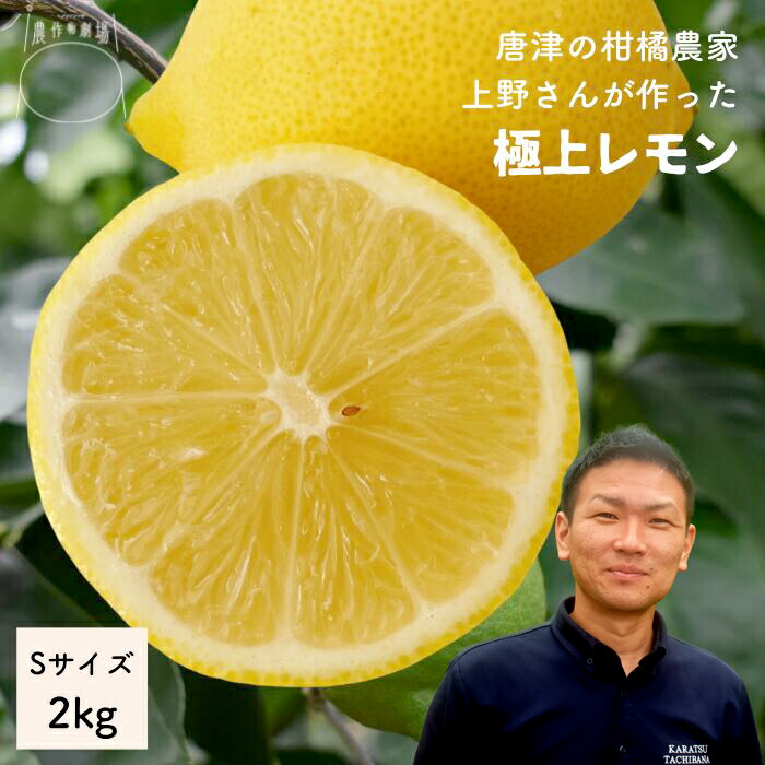 レモン Sサイズ 2kg 送料無料 国産 佐賀県産 もぎたて ノーワックス 果物 唐津 柑橘 シトラス ギフト お返し 人気 食べ物 贈り物 プレゼント ブランド*レモンＳ２ｋｇ*