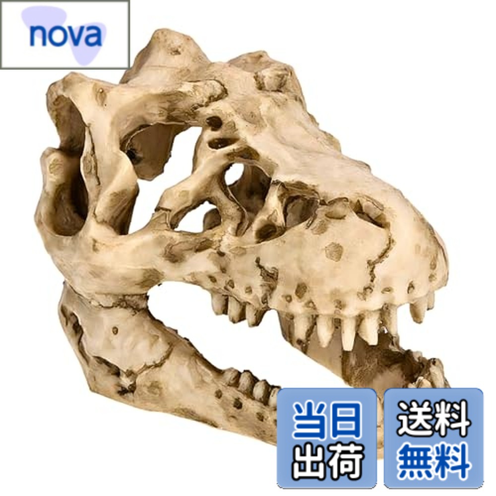 楽天市場】水族館テラリウム水槽恐竜スカルボーンレジンオーナメント