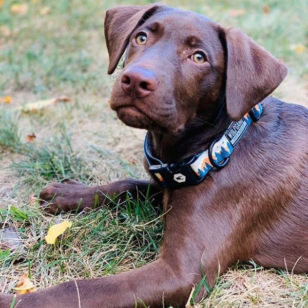 【メール便対応商品3点まで】首輪Mサイズ中型犬用WOLFGANGMANBEASTOverLandウルフギャングマンビーストWC-002-13アメリカ製簡単丈夫ソフトお洒落【正規品】【あす楽対応】