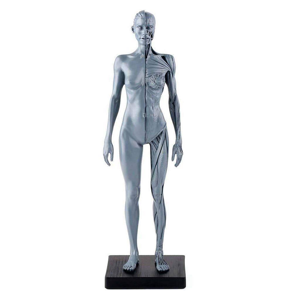 人体模型 男性 TORSO バスト スタチュー 　美品 Tunshi Studio 1/12 男性 素体 メール ボディ スタイル A B