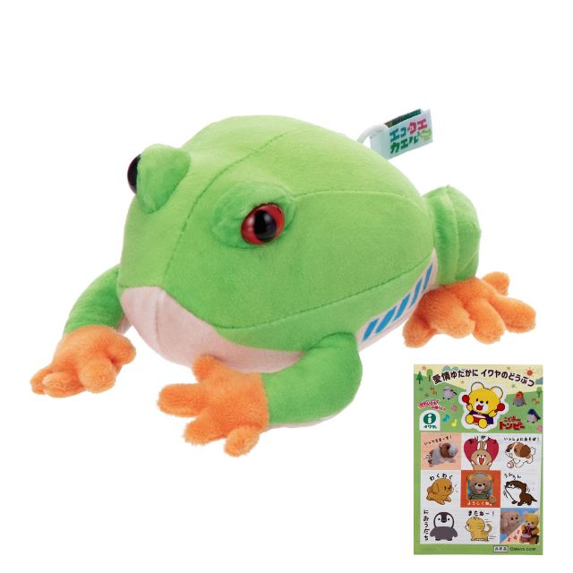 楽天市場】クツワアメガエル（約4cm） 1匹 【冬季航空便地域発送不可