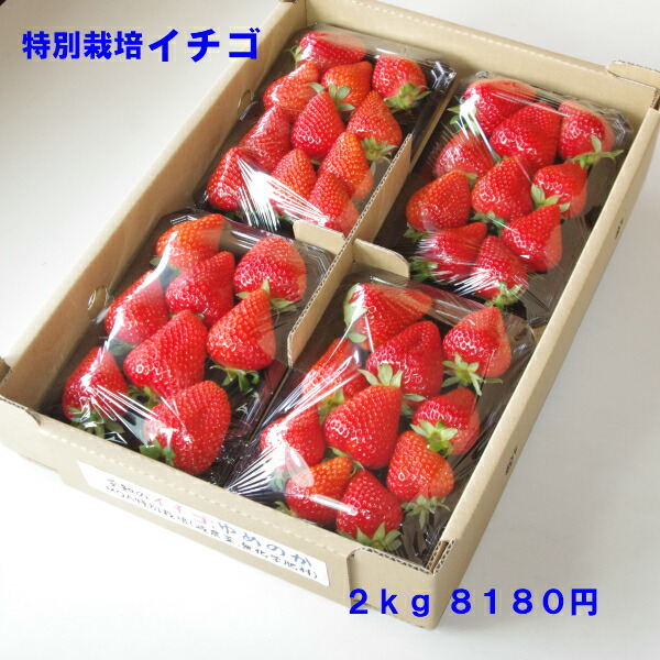 希少 無化学肥料 減農薬いちご 身内へのギフト 贈答 うち使い用 2kg 250g 8パック ゆめのか 愛知県産 フルーツ 苺とお米の岡本農園 楽天ランキング1位 Upexgroup Co Uk