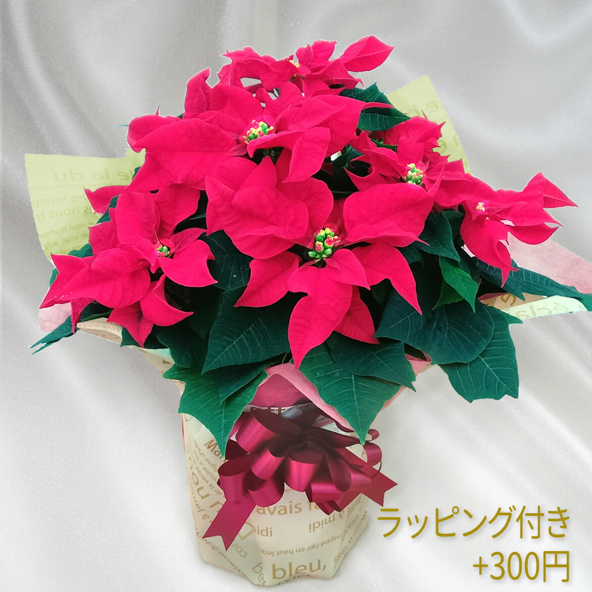 楽天市場】鉢植ポインセチア 9号・赤、1mのタワー型◇お歳暮